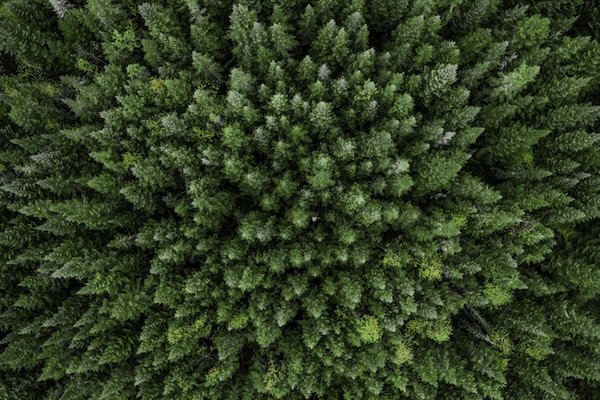 Boreal forest