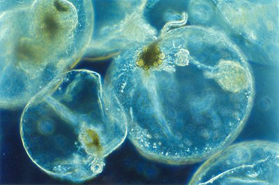 Phytoplankton carbon biomass and pigment diversity are GCOS Essential Climate Variables for assessing the ocean biosphere.