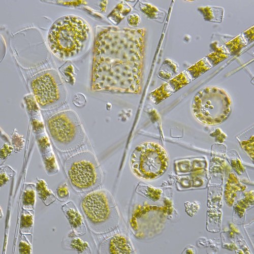 Phytoplankton