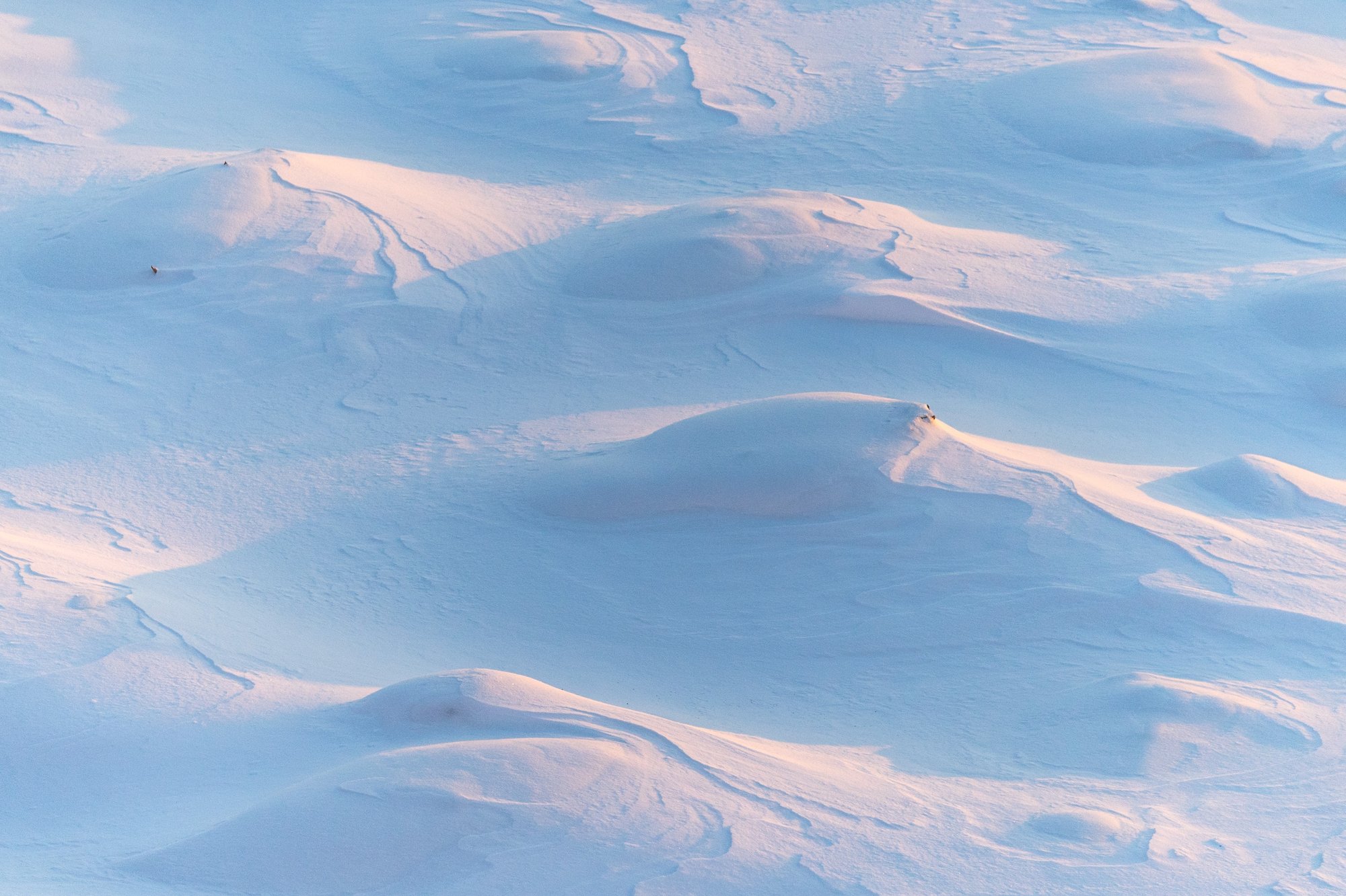 Study WP5.6 - Snow Dynamics Impacts on Temperate / High Latitude Climate